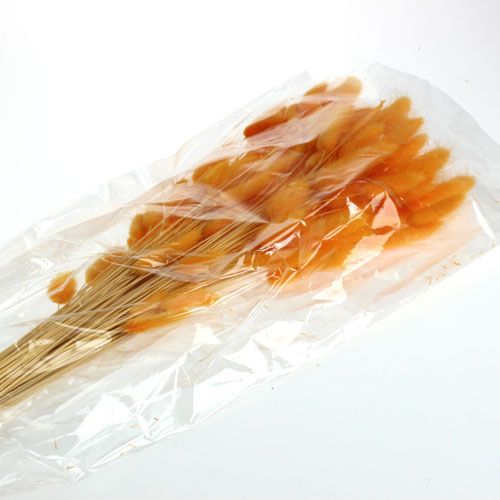 Floristik24 Dekoratyvinė žolė oranžinė Lagurus 100gr