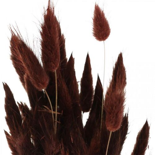 daiktų Sausa floristika, dekoratyvinė žolė, Lagurus Brown L35–50cm 25g