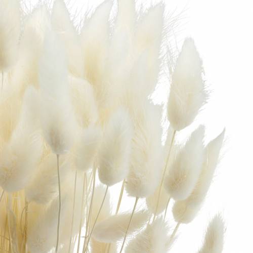 Floristik24 Džiovintos gėlės Lagurus lempos valymo žolės balintos 100g