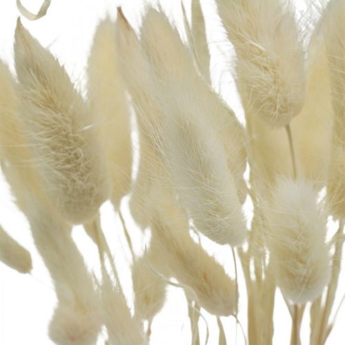 Floristik24 Lagurus džiovinta dekoracija, aksominė žolė, triušio uodegos žolė, sausa dekoracija balinta L20-60cm 30 vnt.