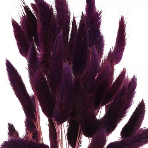 daiktų Velvet žolė violetinė, triušio uodegos žolė, Lagurus L18-50cm 25g
