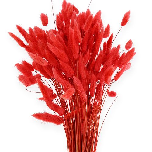 daiktų Deco Grass Red Lagurus 100gr