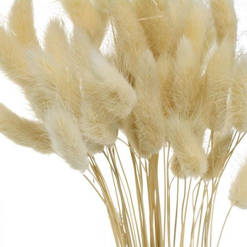 Dekoratyvinė žolė, balinta saldi žolė, Lagurus ovatus, aksominė žolė L40-55cm 25g