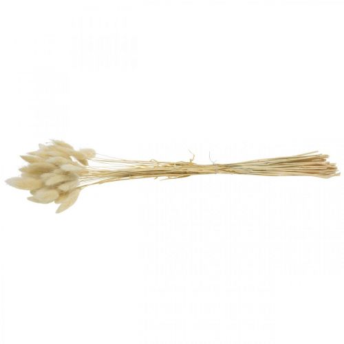 Floristik24 Dekoratyvinė žolė, balinta saldi žolė, Lagurus ovatus, aksominė žolė L40-55cm 25g