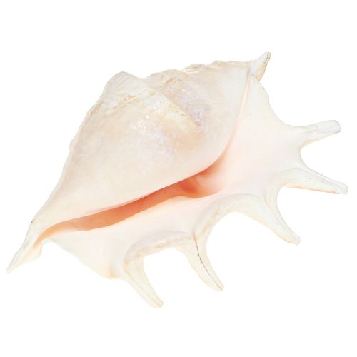 daiktų Lambis Sea Snail Natural Decoration 14cm 10 vnt