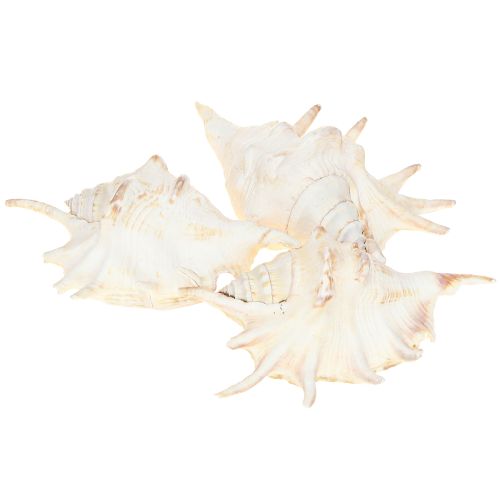 daiktų Lambis Sea Snail Natural Decoration 14cm 10 vnt