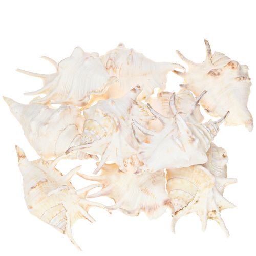 daiktų Lambis Sea Snail Natural Decoration 14cm 10 vnt