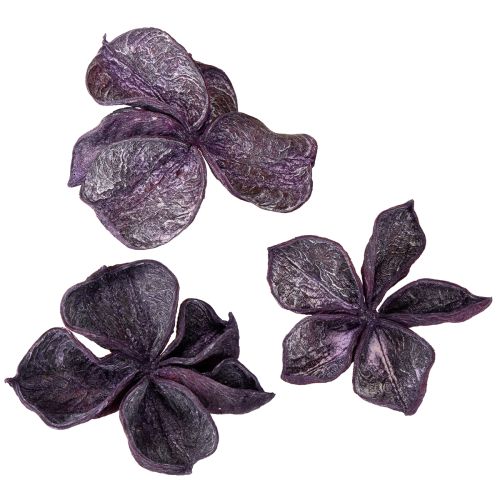Landlotus Mix Blackberry, Old Pink 50 vnt