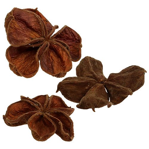 Floristik24 Landlotus Nature 50 vnt