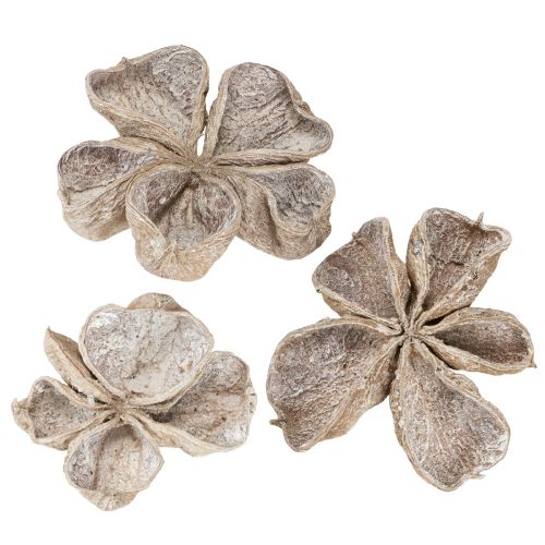 Floristik24 Landlotus White Washed 6-12cm 50 vnt.
