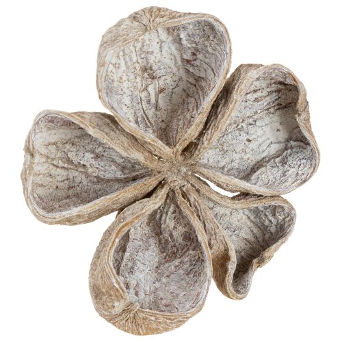 daiktų Landlotus White Washed 6-12cm 50 vnt.