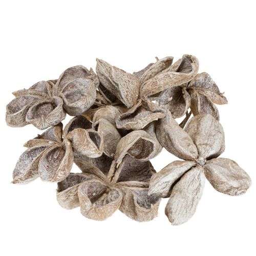 daiktų Landlotus White Washed 6-12cm 50 vnt.