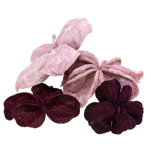 Floristik24 Landlotus Mix Blackberry, Old Pink 50 vnt