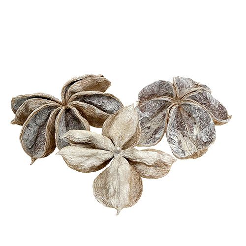 Floristik24 Landlotus baltas skalbtas 6-12cm 50 vnt