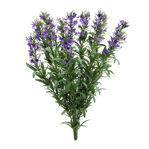 Floristik24 Levandų krūmas 35cm