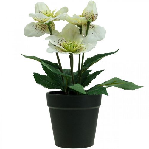 Floristik24 Lenten rose Hellebore Kalėdų rožių vazonas dirbtinės gėlės H25cm baltos