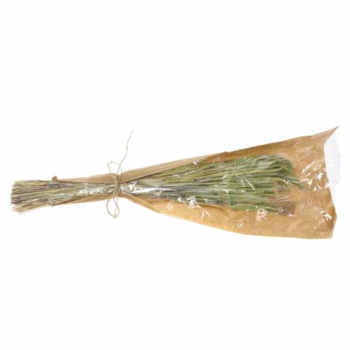 Floristik24 Motiejuko žolė gamta 50-60cm 100g