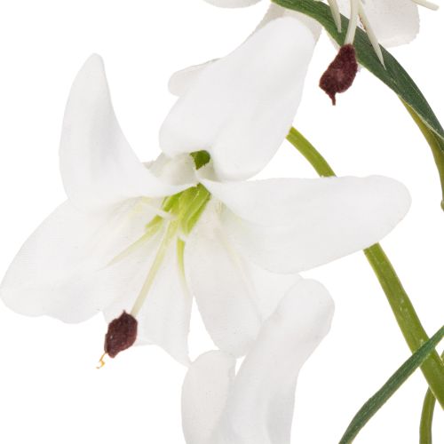  | Floristik24.lt