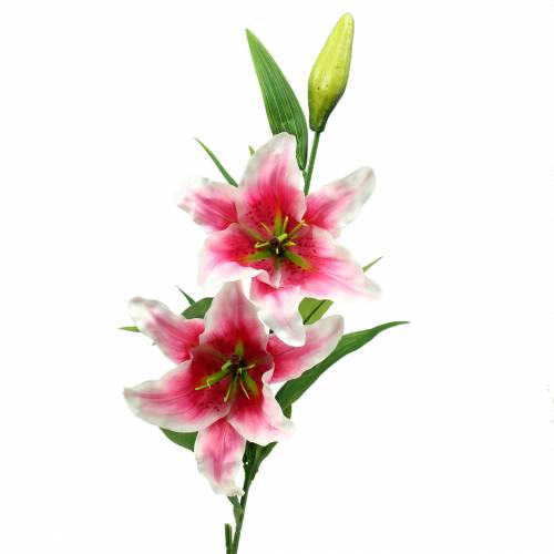 Floristik24 Rytų lelija "Stargazer" Balta, Rožinė 86cm