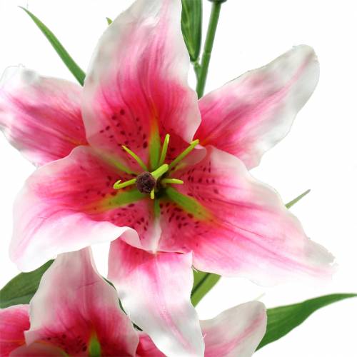 Floristik24 Rytų lelija "Stargazer" Balta, Rožinė 86cm