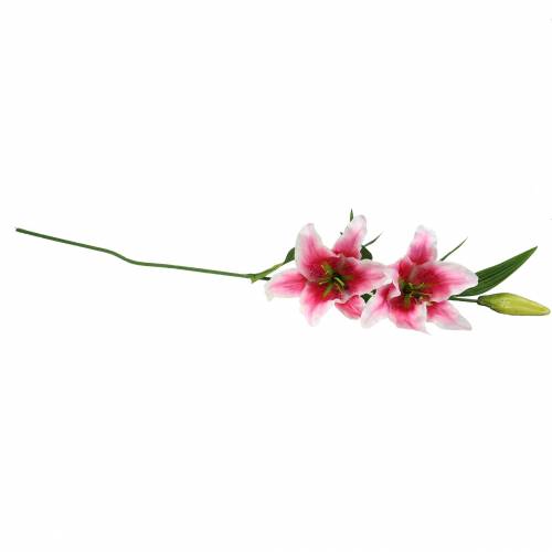 Floristik24 Rytų lelija "Stargazer" Balta, Rožinė 86cm