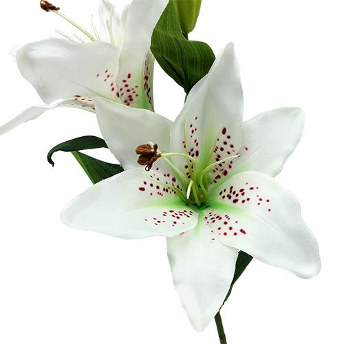 Floristik24 Lelija balta 66cm