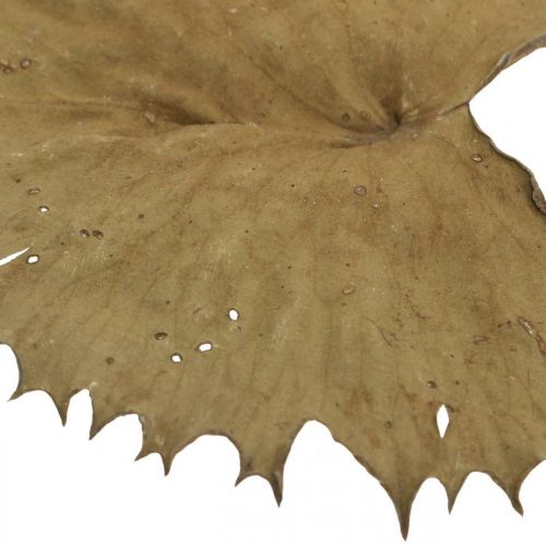 daiktų Džiovintų lotoso lapų natūrali sausa dekoracija vandens lelijos lapas 50 vnt