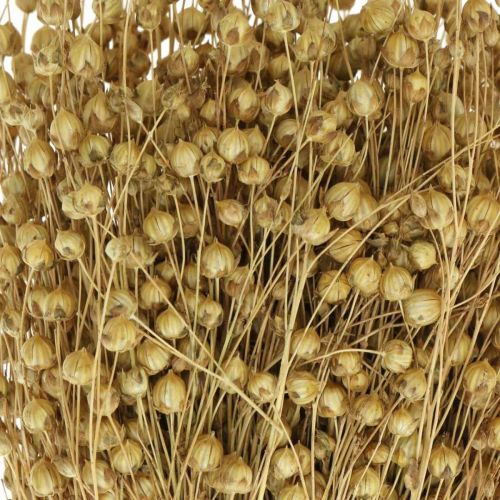 Floristik24 Natūralūs linai, žolės sausai gėlininkystei, Linum naturalus produktas 160g
