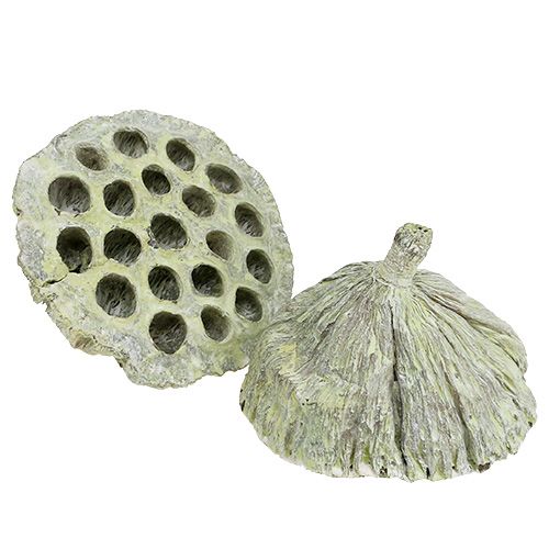 daiktų Lotoso kolbos mišinys žalias skalbtas Ø6cm - 10cm 50 vnt