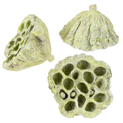 Floristik24 Lotoso kolbos mišinys žalias skalbtas Ø6cm - 10cm 50 vnt