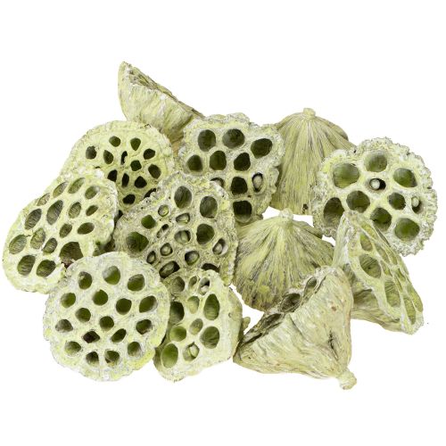 daiktų Lotoso kolbos mišinys žalias skalbtas Ø6cm - 10cm 50 vnt