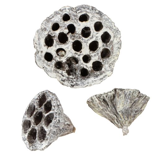 Floristik24 Lotos natūralios dekoratyvinės lotoso gertuvės, baltai nuplautos, 6-8 cm, 50 vnt.