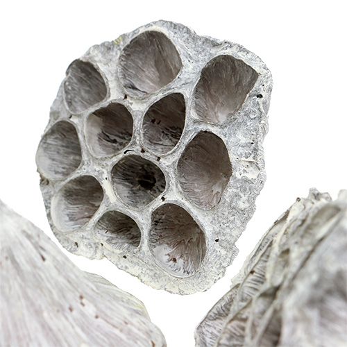 daiktų Lotus Natural Deco Lotus Bulb White Skalbiamas 6-8cm 50 vnt