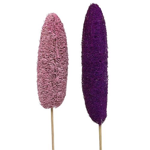 Lufa ant pagaliuko didelė rožinė, viržiai 8cm - 30cm 25psl