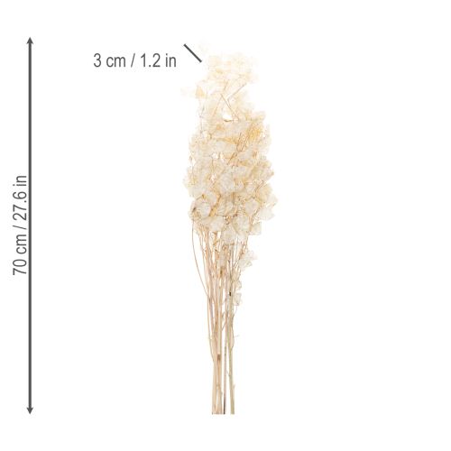 daiktų Lunaria džiovinti žiedai, mėnulio žibuoklė, sidabralapis, džiovinti, 60-80 cm, 30 g