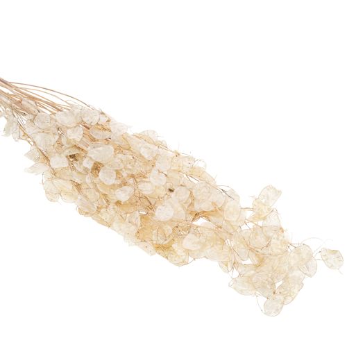 daiktų Lunaria džiovinti žiedai, mėnulio žibuoklė, sidabralapis, džiovinti, 60-80 cm, 30 g