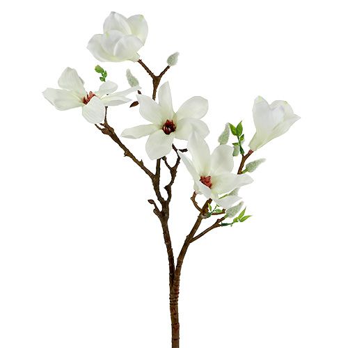 Floristik24 Magnolijos balta 51cm 3vnt