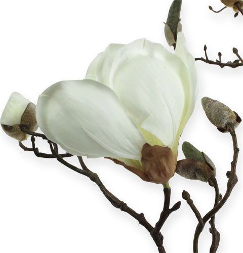 Floristik24 Magnolijos šakelė balta 110cm