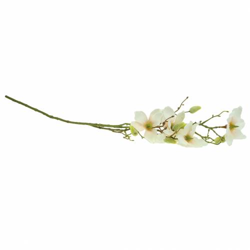 daiktų Magnolijos persikas 85 cm