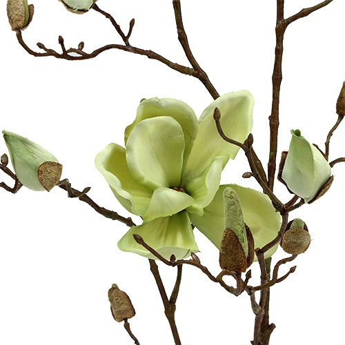 Floristik24 Magnolijos šakelė žalia L110cm