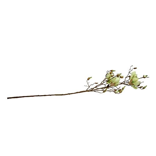 Floristik24 Magnolijos šakelė žalia L110cm