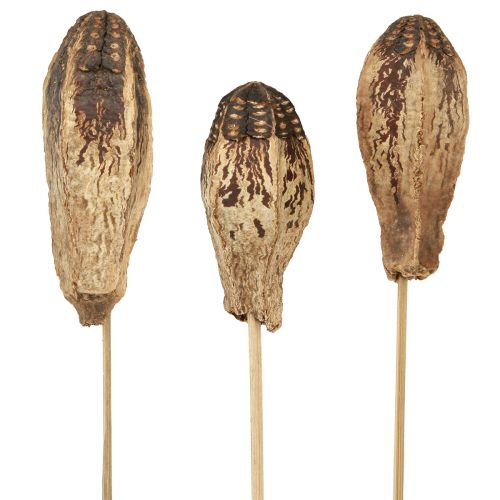 Floristik24 Raudonmedžio ankštys Dry Decoration Natural 45cm 50 vnt