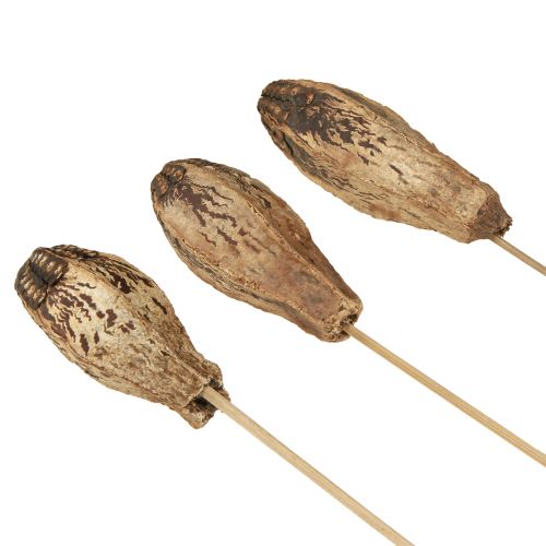 daiktų Raudonmedžio ankštys Dry Decoration Natural 45cm 50 vnt