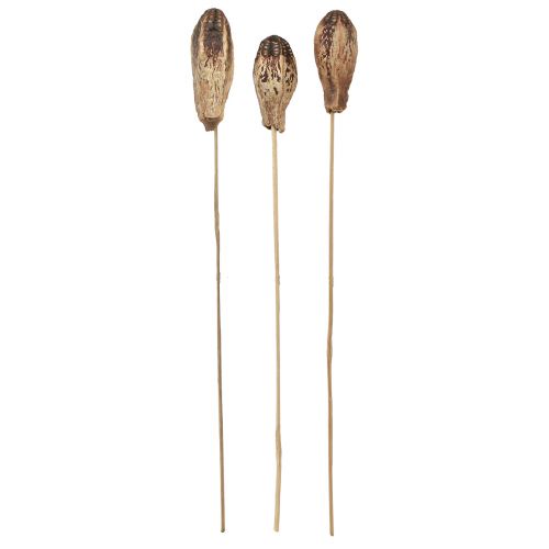 daiktų Raudonmedžio ankštys Dry Decoration Natural 45cm 50 vnt