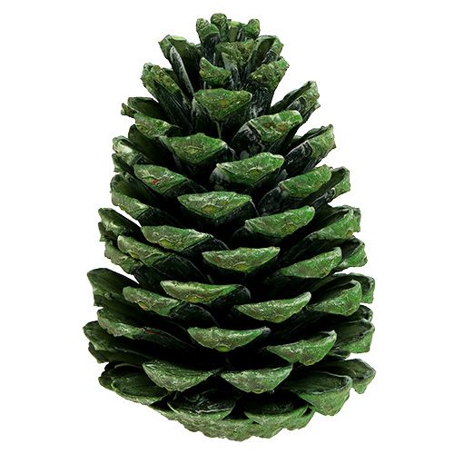 daiktų Maritima kūgiai 10cm - 16cm žalias matinis 12 vnt