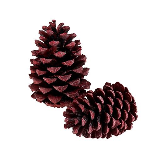 Floristik24 Maritima kūgiai 10-15cm raudoni matiniai 12 vnt