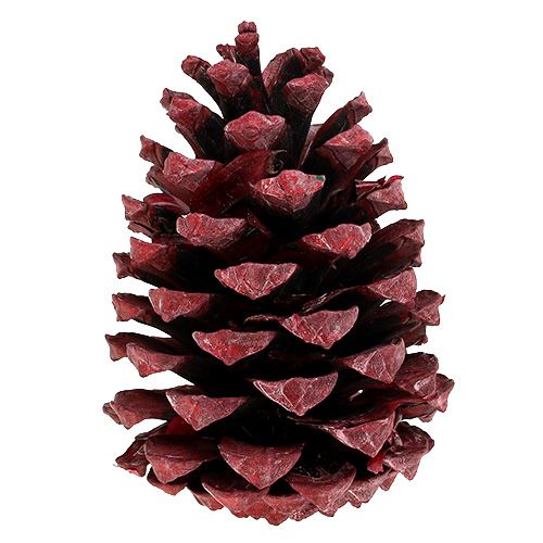 daiktų Maritima kūgiai 10-15cm raudoni matiniai 12 vnt