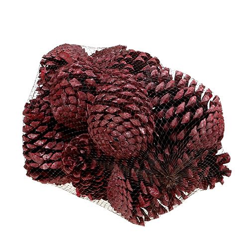 daiktų Maritima kūgiai 10-15cm raudoni matiniai 12 vnt