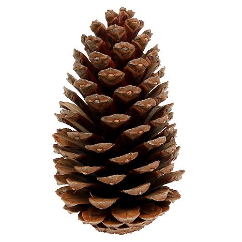 Floristik24 Maritima kūgiai 14/18 naturalūs 25 vnt