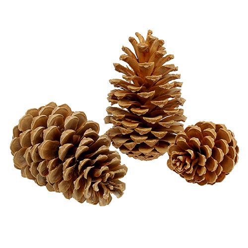 Floristik24 Maritima kūgiai kremo-vanilės mišinio 5-18cm 25 vnt